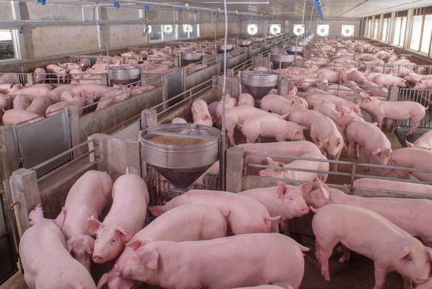 c in tidy and clean indoor housing farm, with pig mother feeding piglet